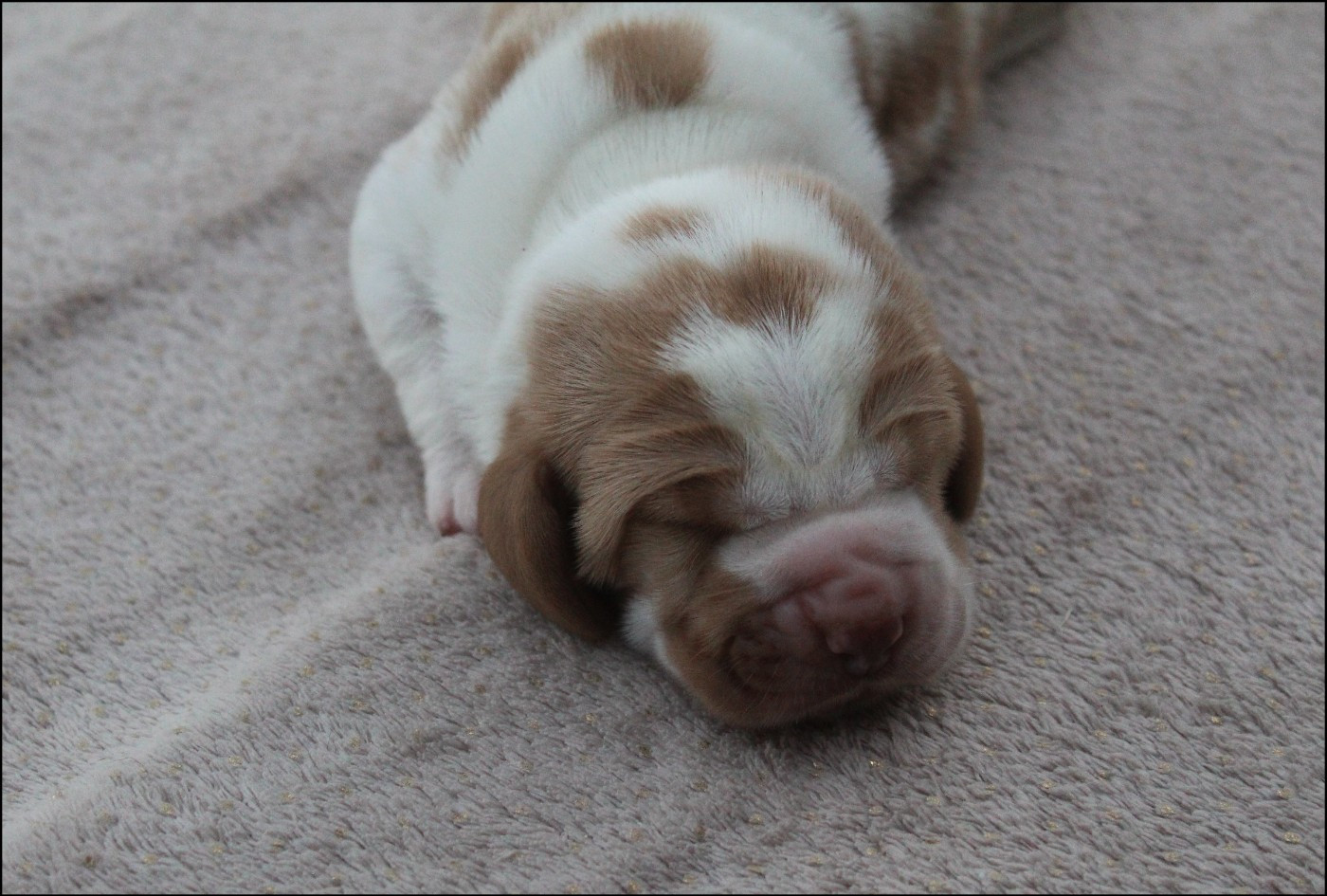 De La Flamme Sacrée D'Hestia - Chiots disponibles - Basset Hound