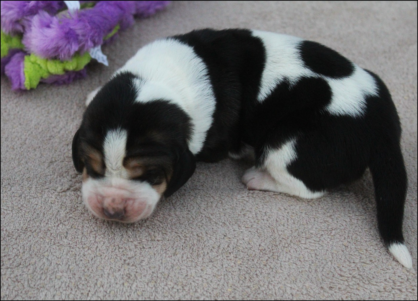 De La Flamme Sacrée D'Hestia - Chiots disponibles - Basset Hound