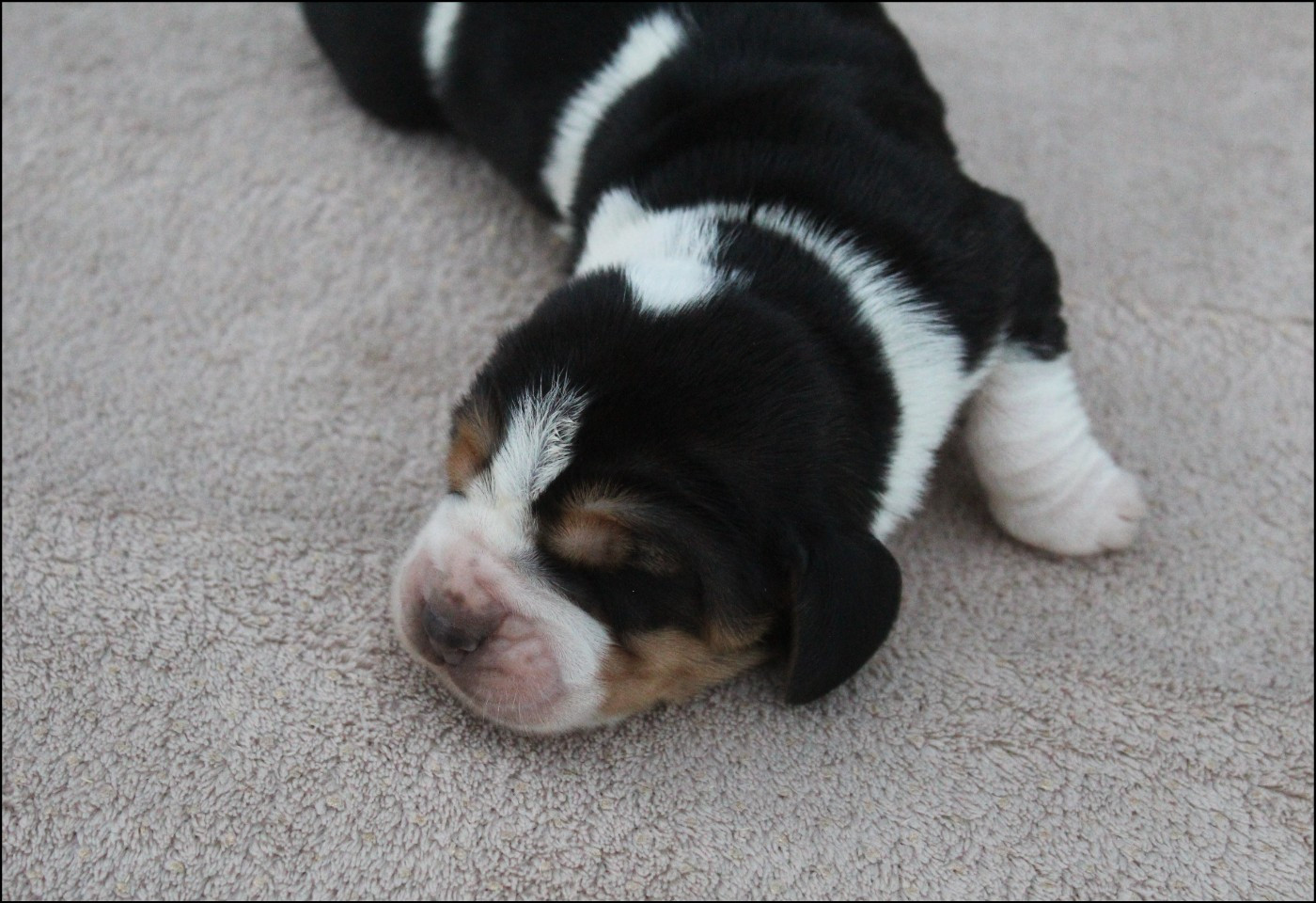 De La Flamme Sacrée D'Hestia - Chiots disponibles - Basset Hound