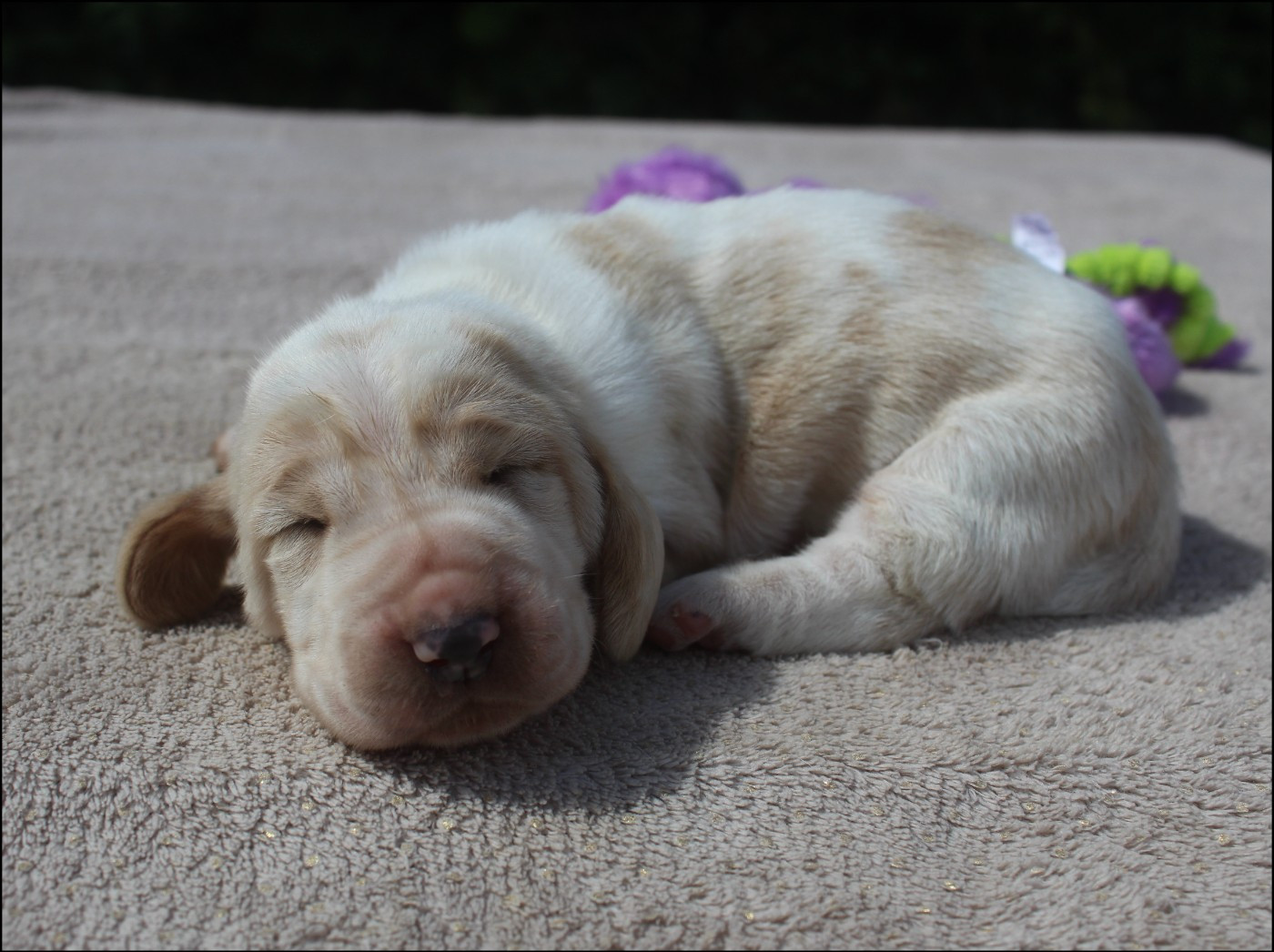De La Flamme Sacrée D'Hestia - Chiots disponibles - Basset Hound