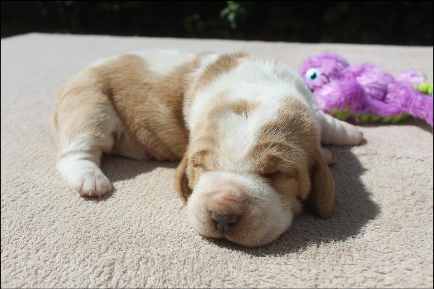 De La Flamme Sacrée D'Hestia - Chiots disponibles - Basset Hound