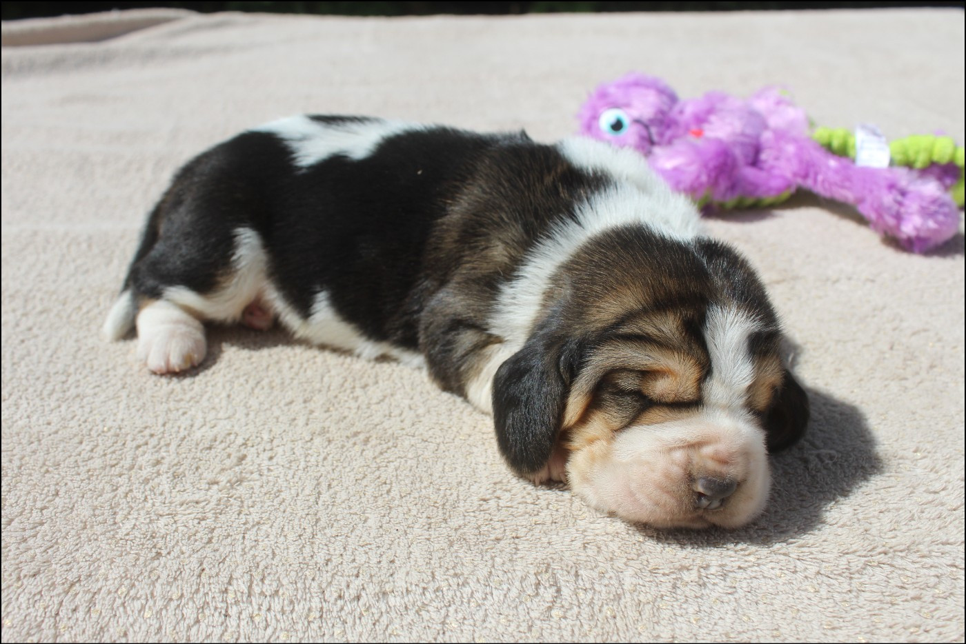 De La Flamme Sacrée D'Hestia - Chiots disponibles - Basset Hound