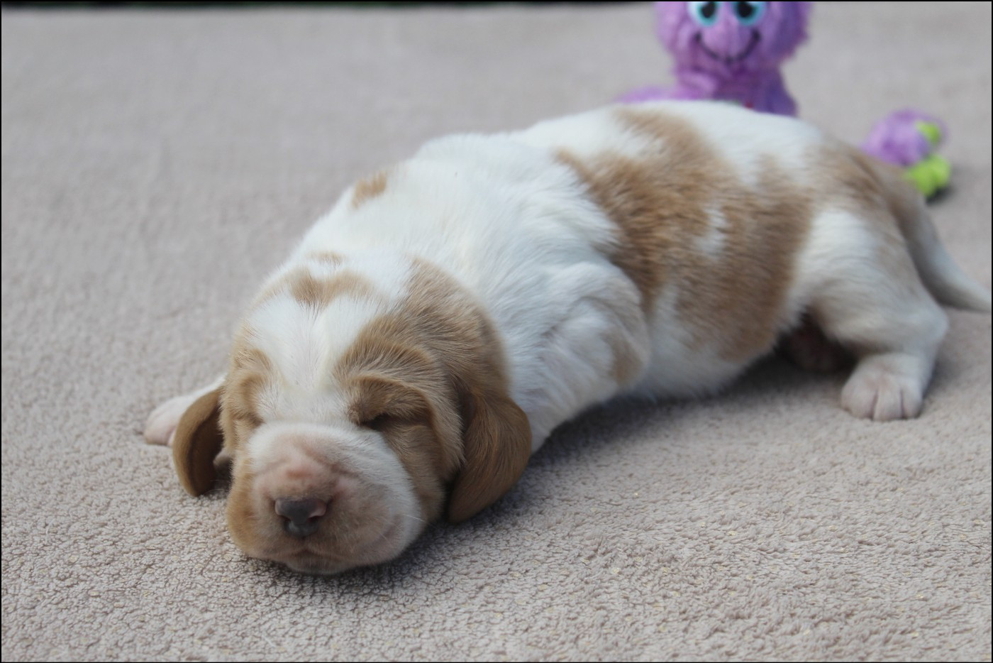 De La Flamme Sacrée D'Hestia - Chiots disponibles - Basset Hound