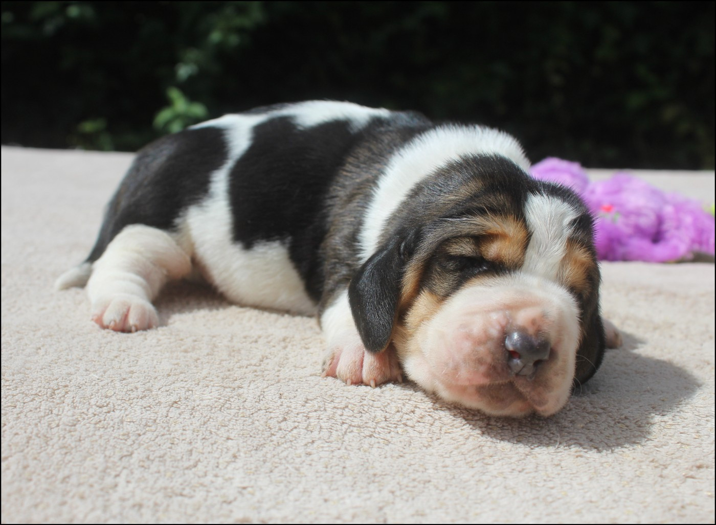 De La Flamme Sacrée D'Hestia - Chiots disponibles - Basset Hound