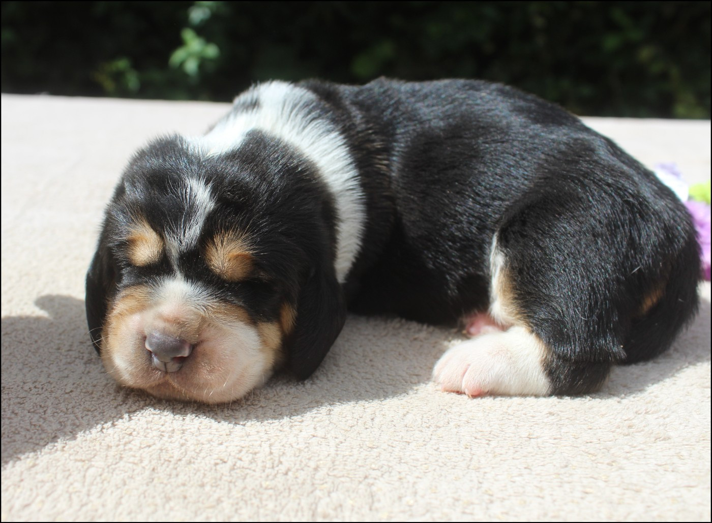 De La Flamme Sacrée D'Hestia - Chiots disponibles - Basset Hound
