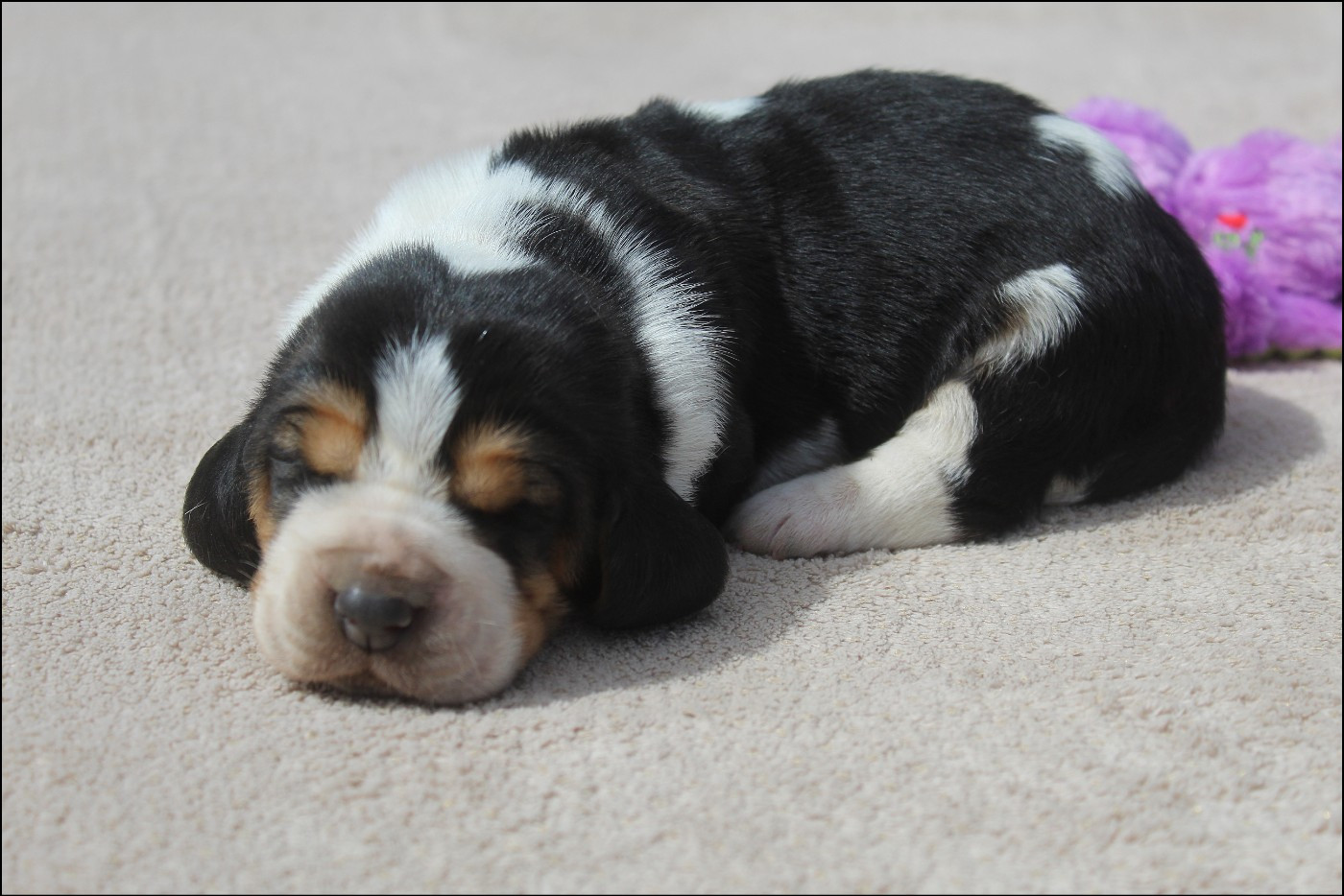 De La Flamme Sacrée D'Hestia - Chiots disponibles - Basset Hound