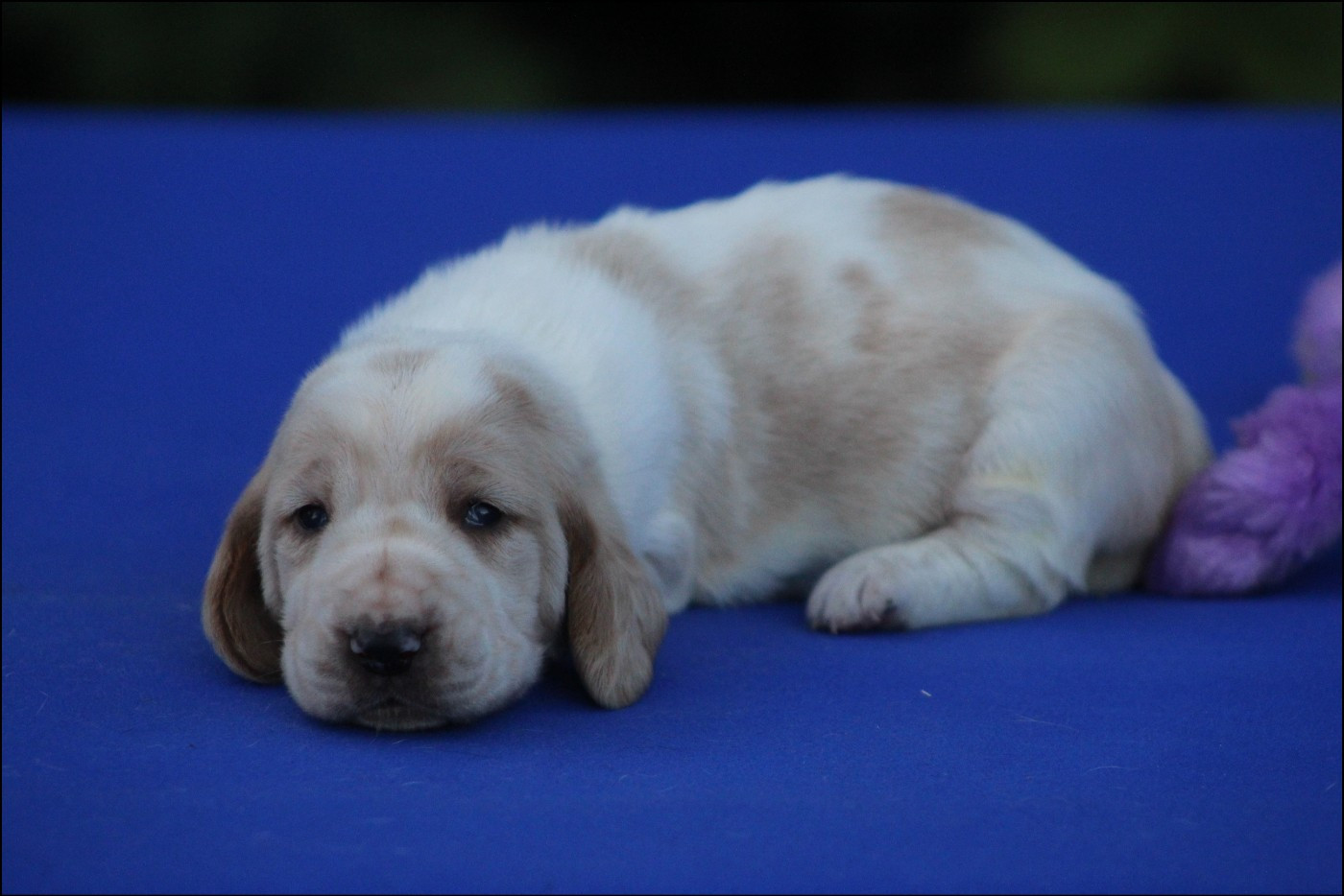 De La Flamme Sacrée D'Hestia - Chiots disponibles - Basset Hound