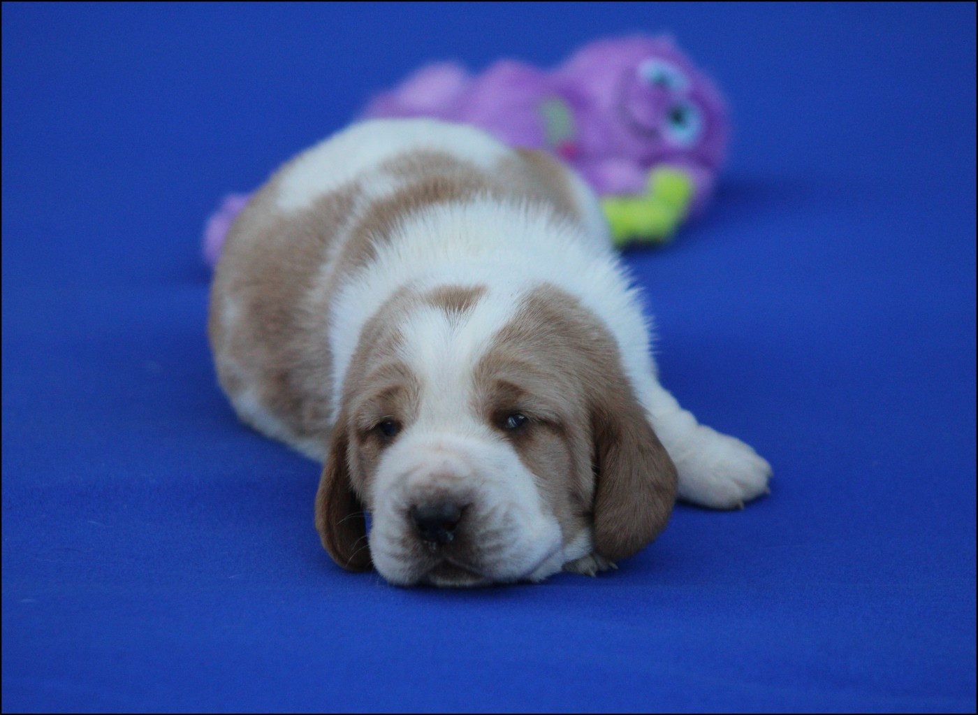 De La Flamme Sacrée D'Hestia - Chiots disponibles - Basset Hound