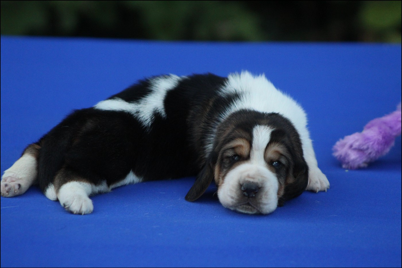 De La Flamme Sacrée D'Hestia - Chiots disponibles - Basset Hound