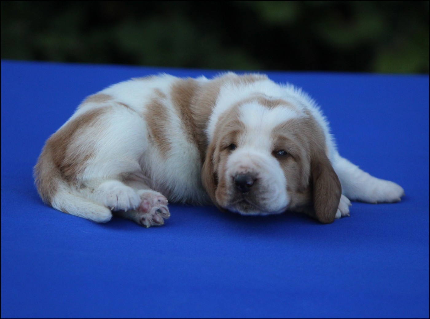 De La Flamme Sacrée D'Hestia - Chiots disponibles - Basset Hound