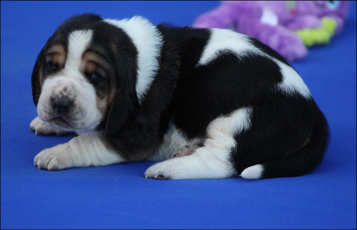 De La Flamme Sacrée D'Hestia - Chiots disponibles - Basset Hound