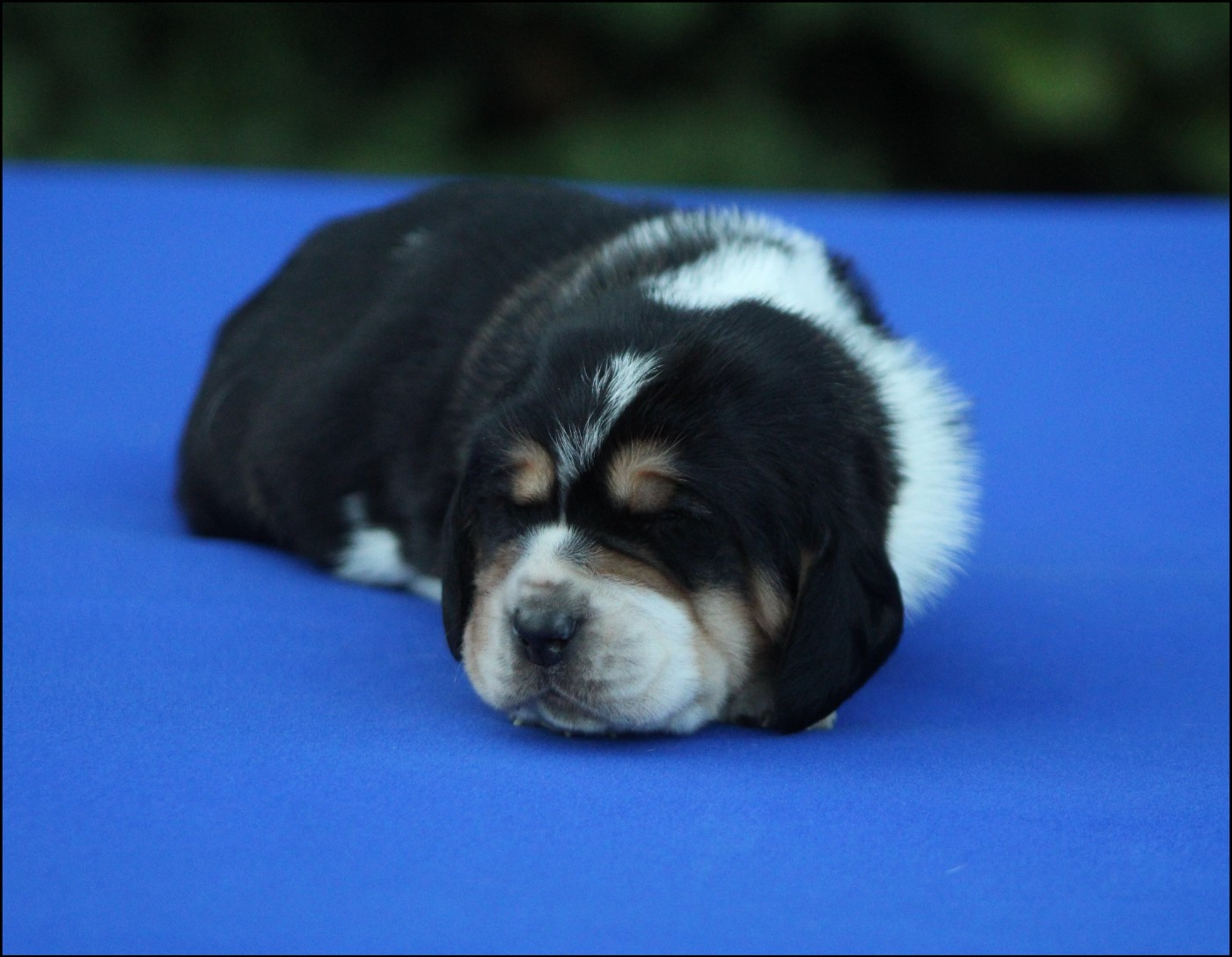 De La Flamme Sacrée D'Hestia - Chiots disponibles - Basset Hound