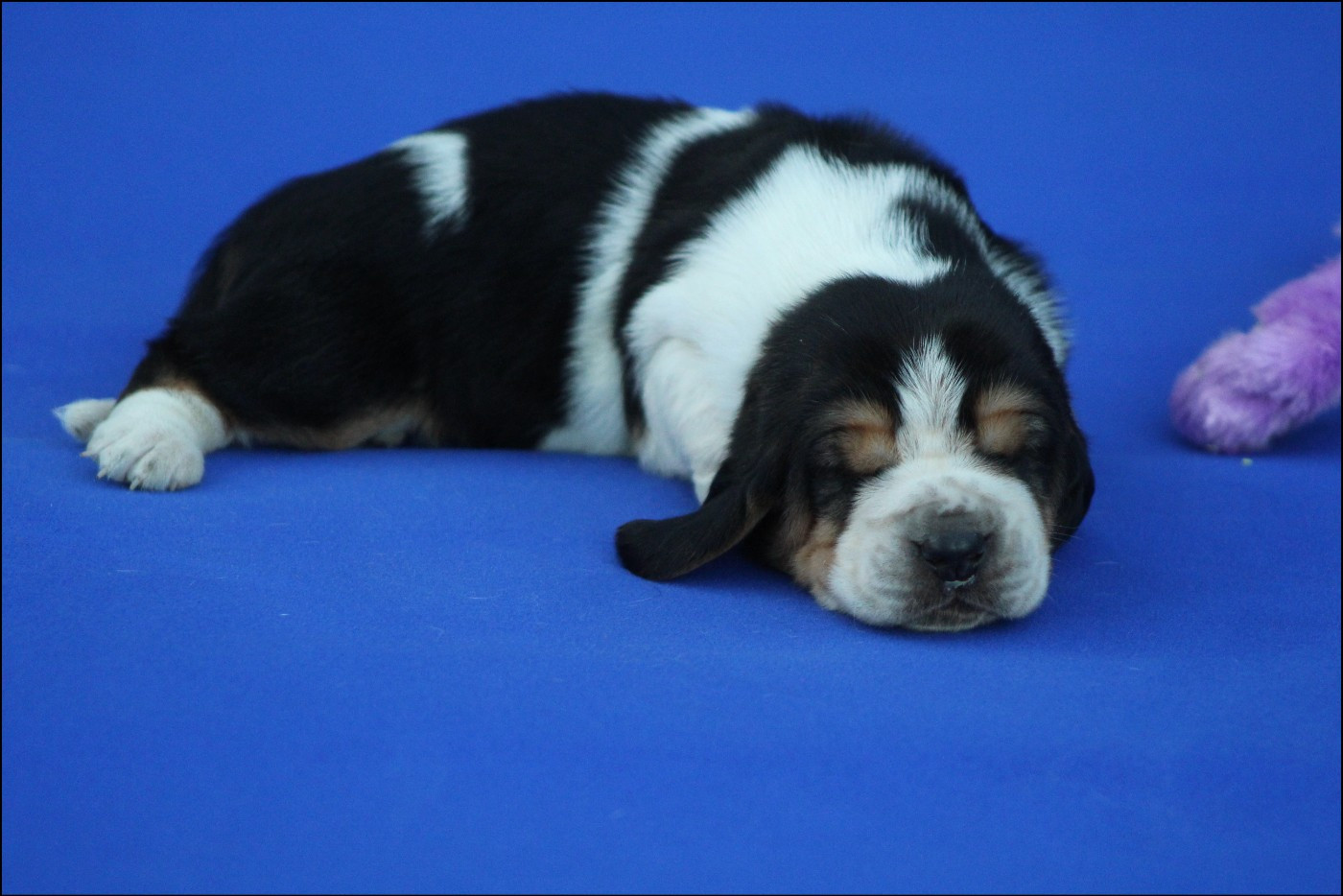 De La Flamme Sacrée D'Hestia - Chiots disponibles - Basset Hound