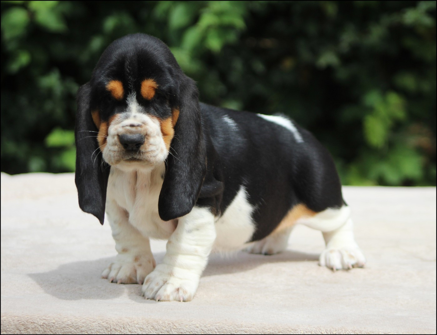De La Flamme Sacrée D'Hestia - Basset Hound - Portée née le 13/05/2026