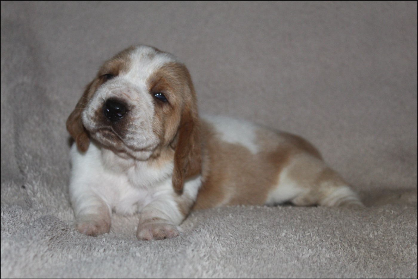 De La Flamme Sacrée D'Hestia - Chiots disponibles - Basset Hound