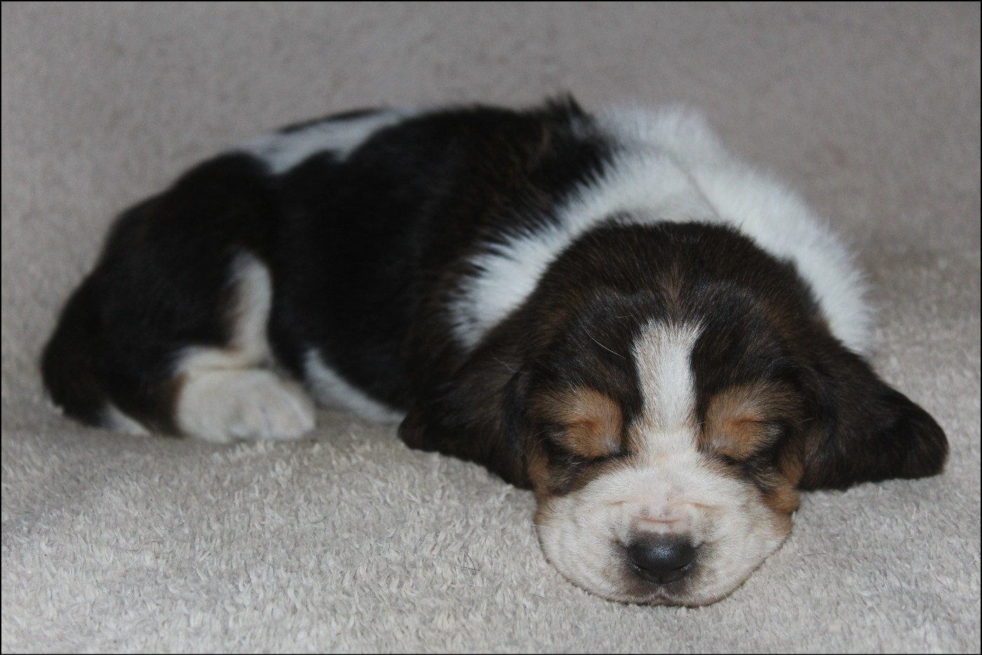 De La Flamme Sacrée D'Hestia - Chiots disponibles - Basset Hound