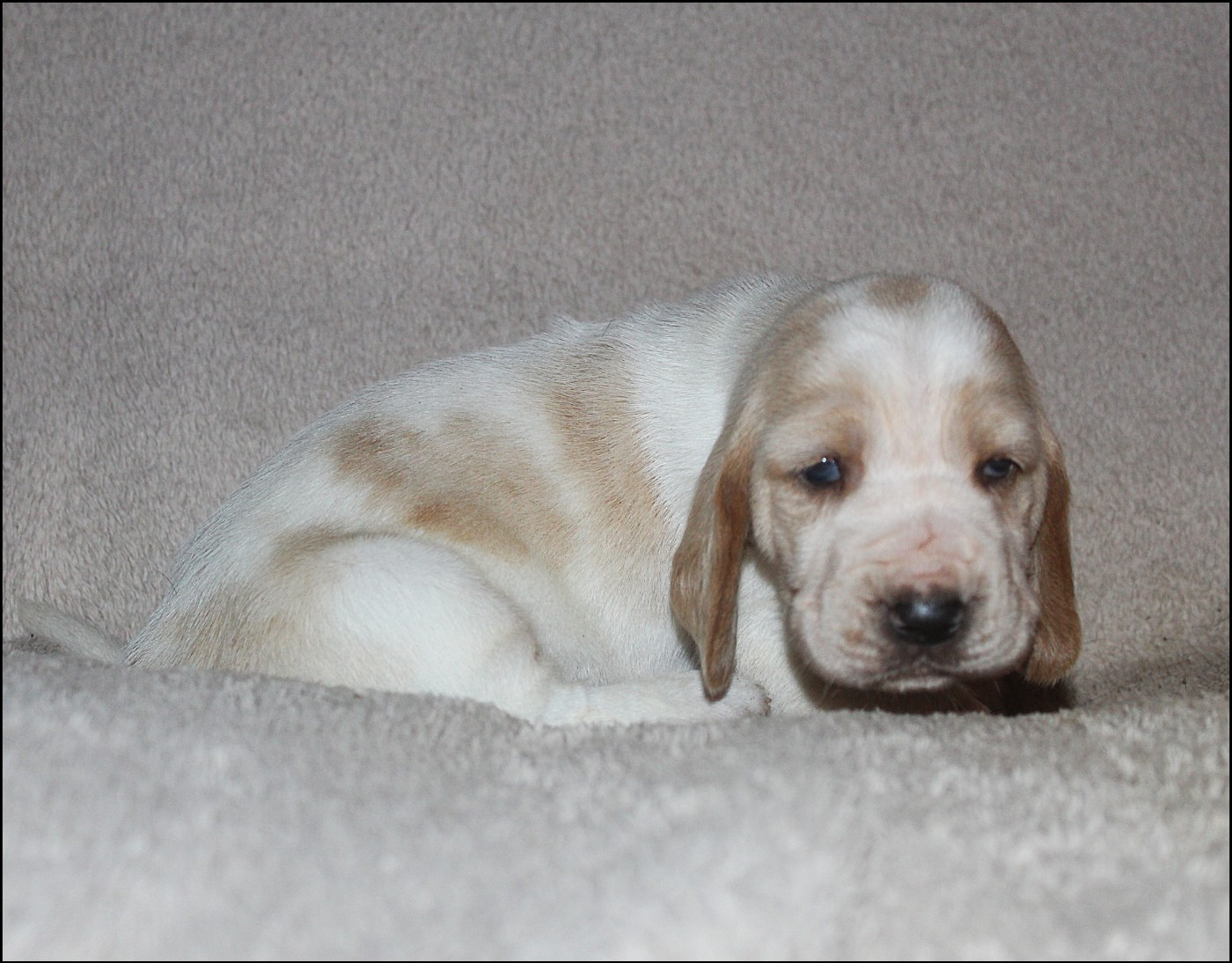 De La Flamme Sacrée D'Hestia - Chiots disponibles - Basset Hound