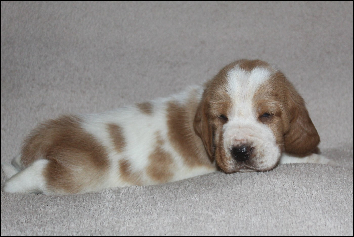 De La Flamme Sacrée D'Hestia - Chiots disponibles - Basset Hound