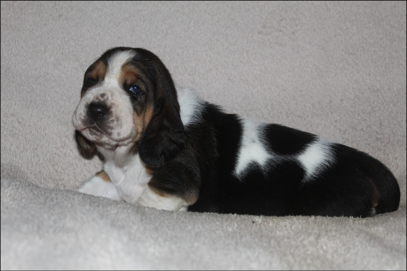 De La Flamme Sacrée D'Hestia - Chiots disponibles - Basset Hound