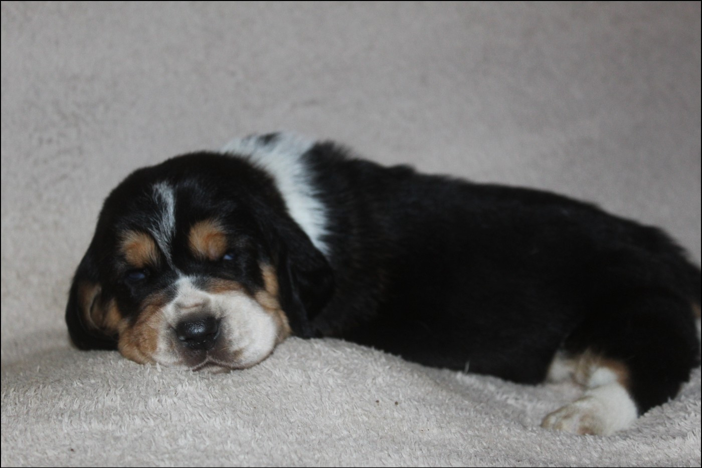 De La Flamme Sacrée D'Hestia - Chiots disponibles - Basset Hound