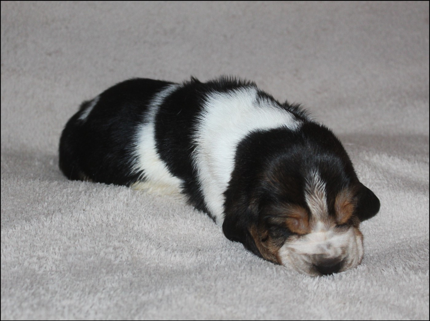 De La Flamme Sacrée D'Hestia - Chiots disponibles - Basset Hound