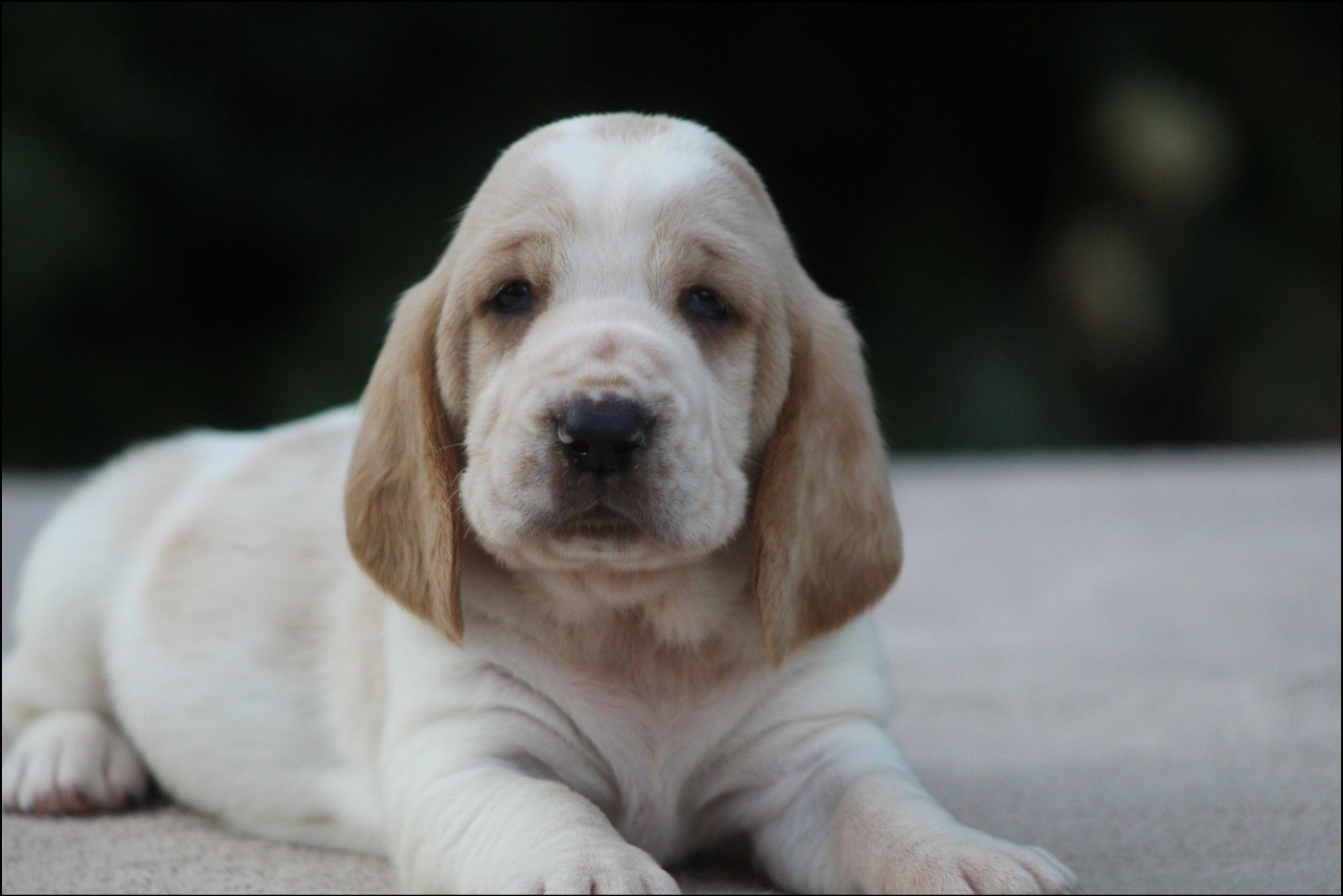 De La Flamme Sacrée D'Hestia - Chiots disponibles - Basset Hound