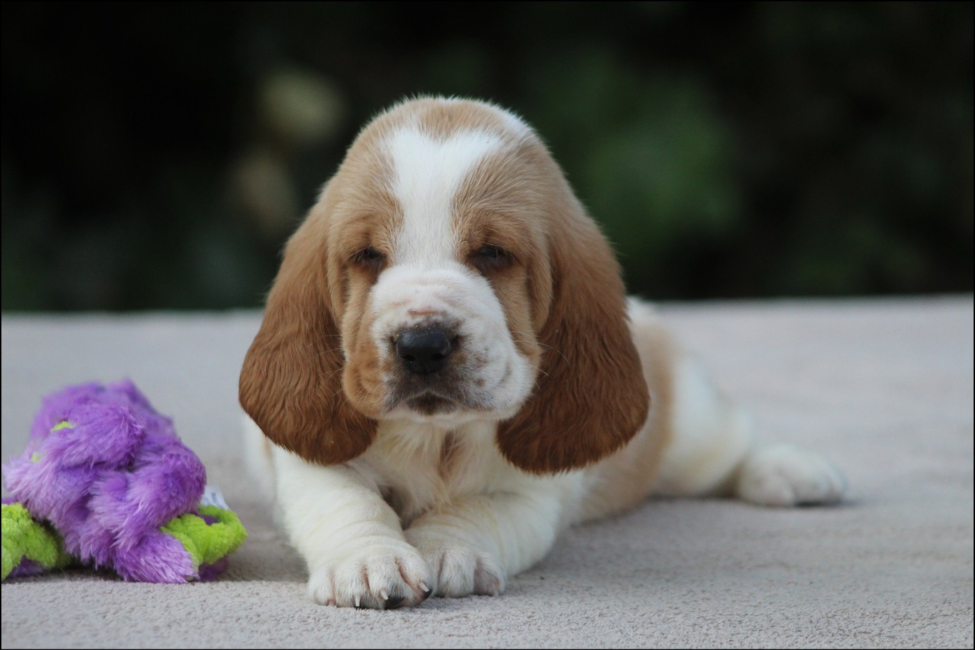 De La Flamme Sacrée D'Hestia - Chiots disponibles - Basset Hound