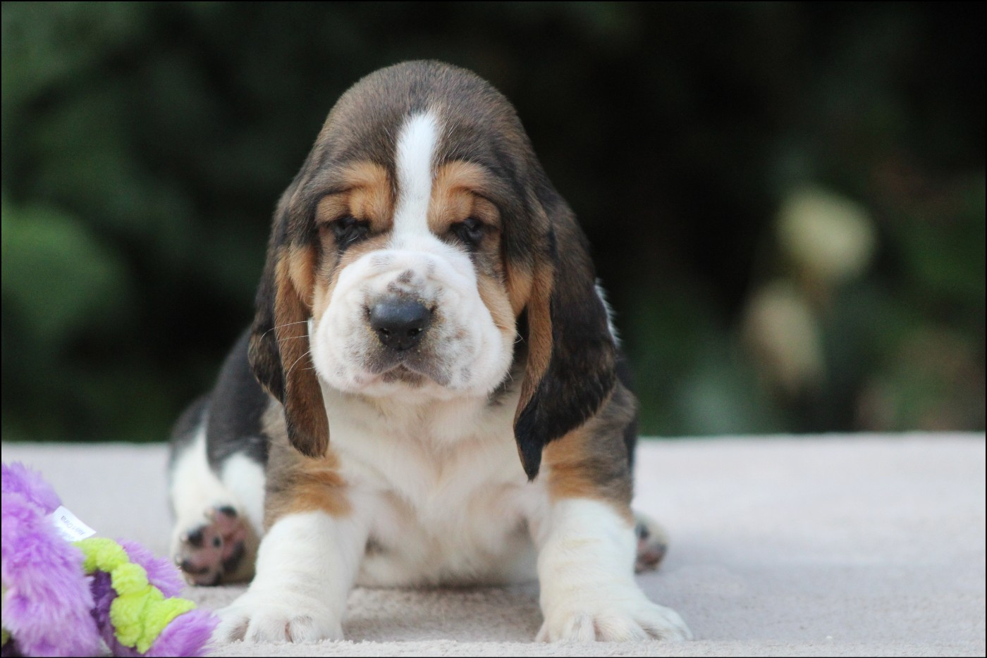 De La Flamme Sacrée D'Hestia - Chiots disponibles - Basset Hound