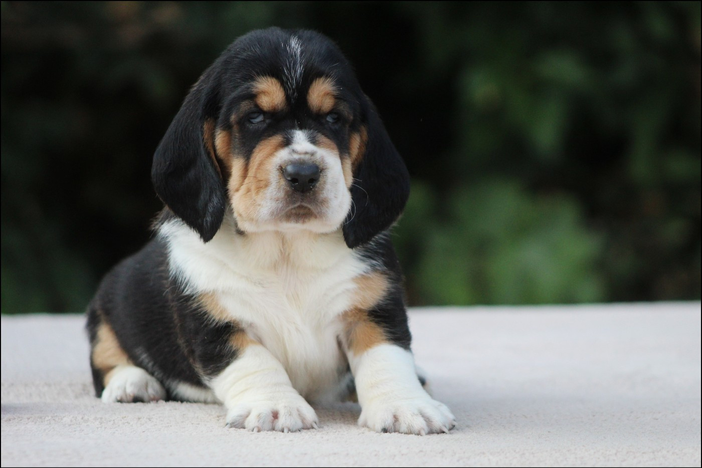 De La Flamme Sacrée D'Hestia - Chiots disponibles - Basset Hound