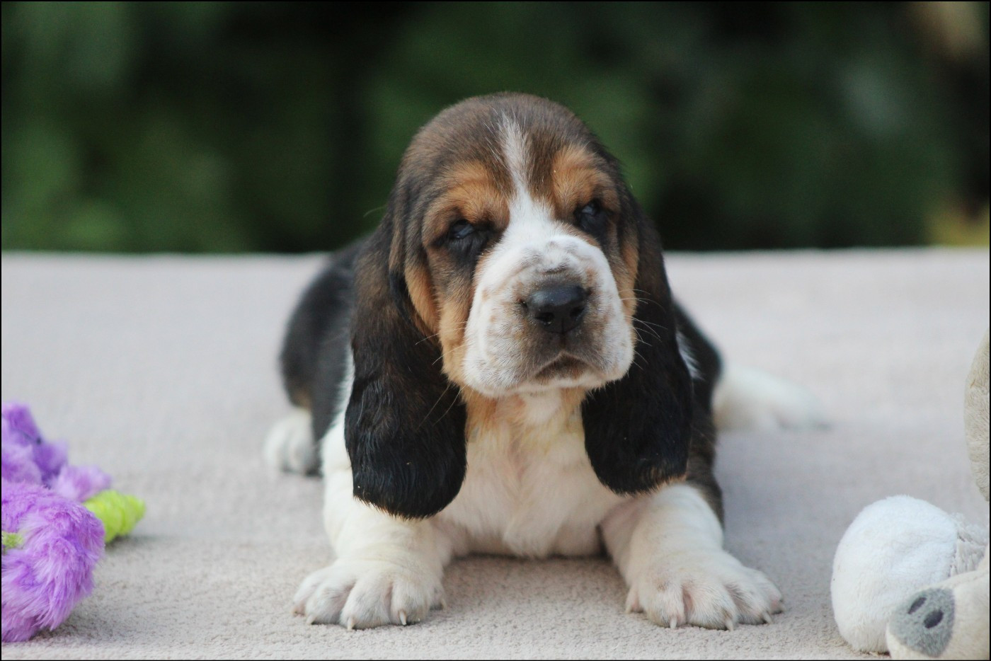 De La Flamme Sacrée D'Hestia - Chiots disponibles - Basset Hound