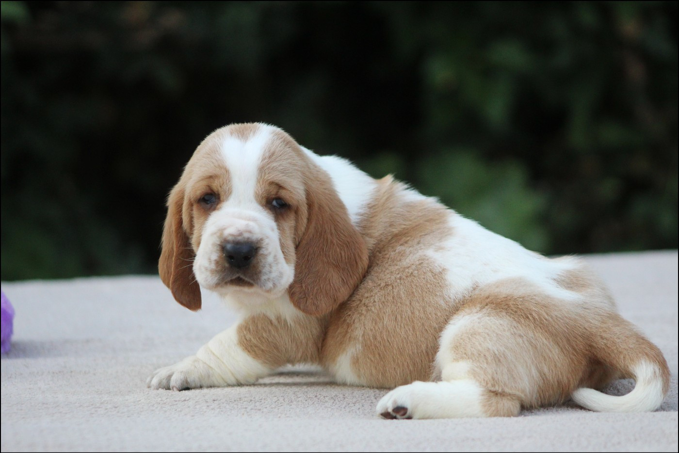 De La Flamme Sacrée D'Hestia - Chiots disponibles - Basset Hound