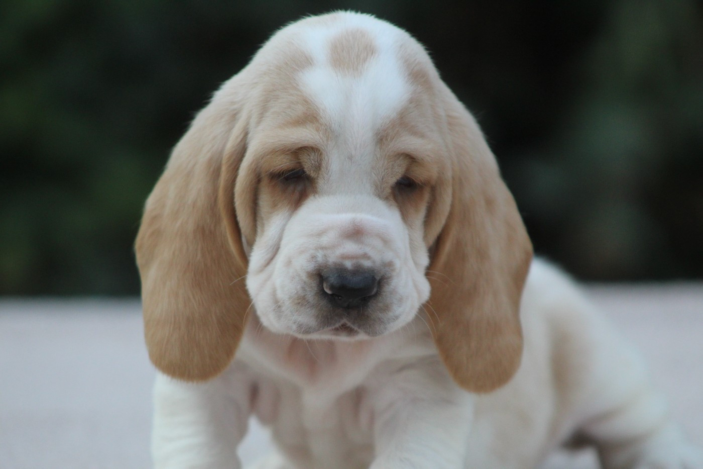 De La Flamme Sacrée D'Hestia - Chiots disponibles - Basset Hound