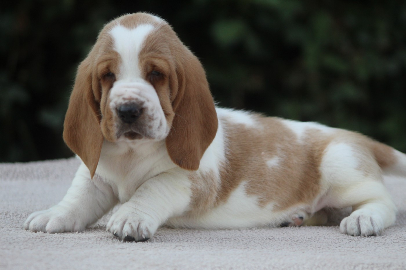 De La Flamme Sacrée D'Hestia - Chiots disponibles - Basset Hound