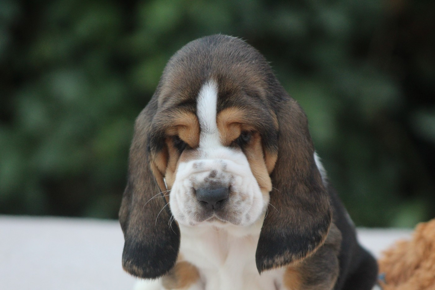 De La Flamme Sacrée D'Hestia - Chiots disponibles - Basset Hound