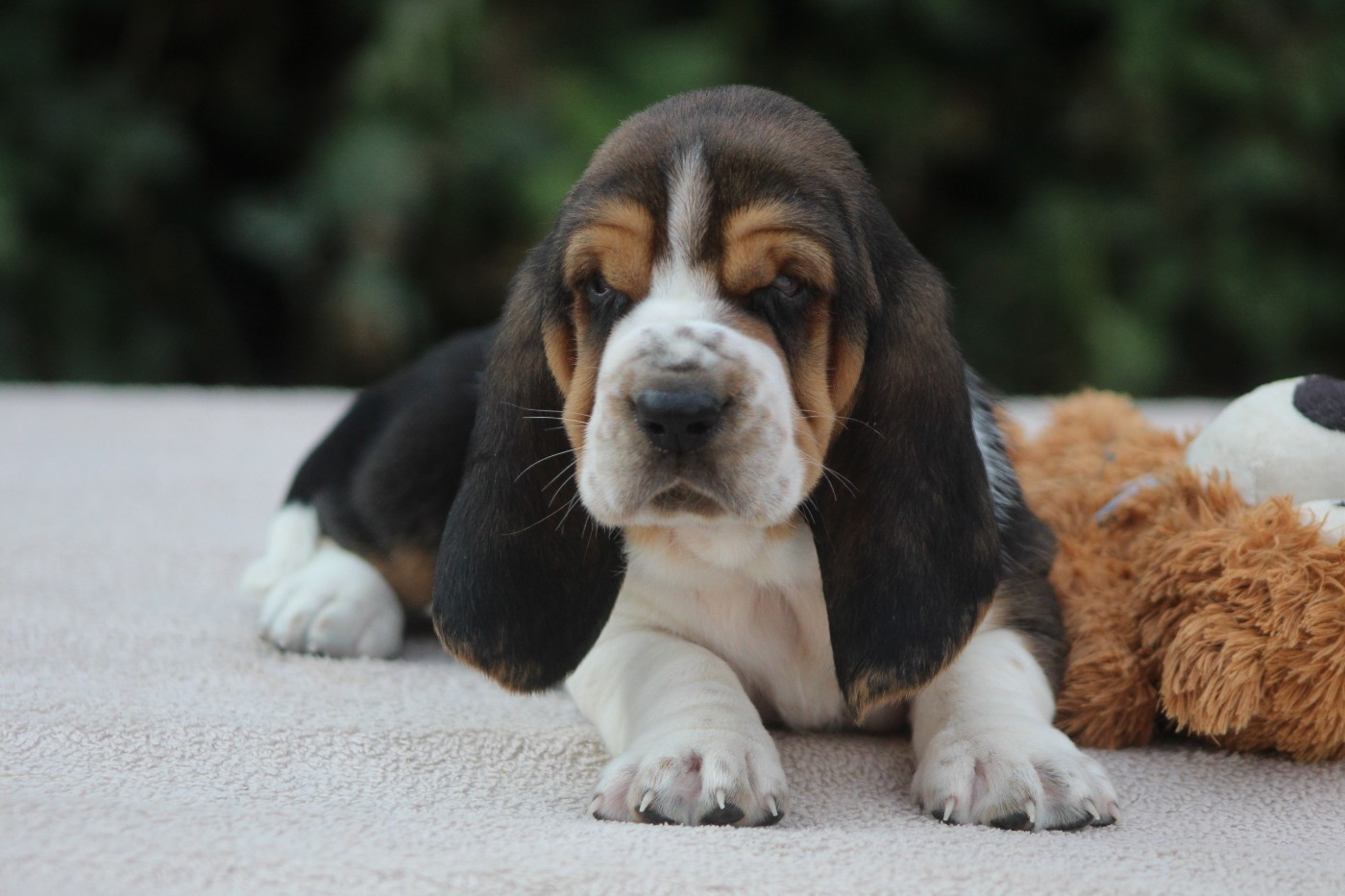 De La Flamme Sacrée D'Hestia - Chiots disponibles - Basset Hound