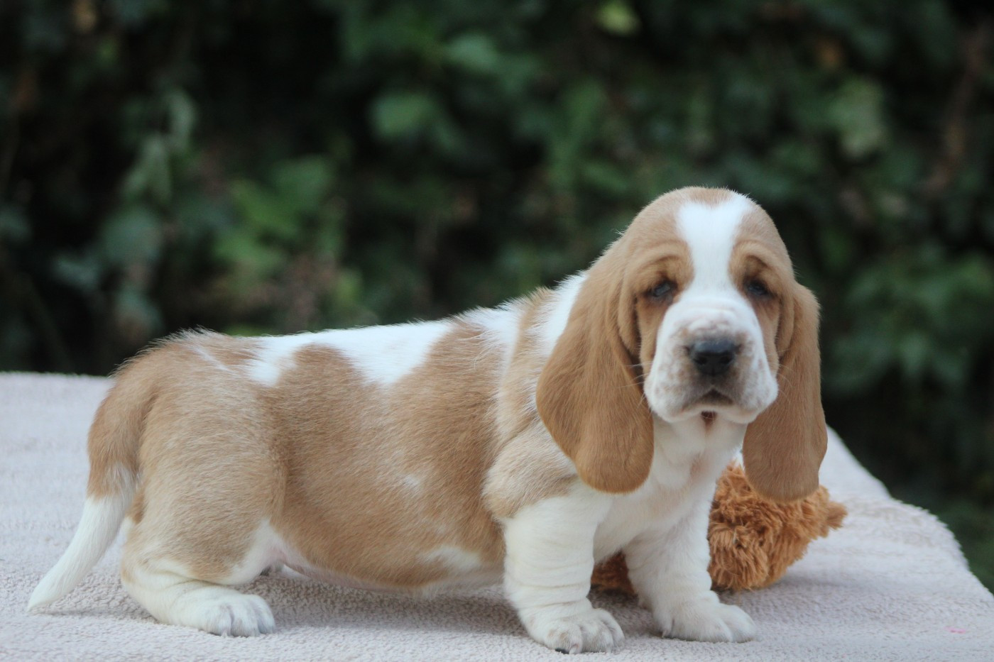 De La Flamme Sacrée D'Hestia - Chiots disponibles - Basset Hound