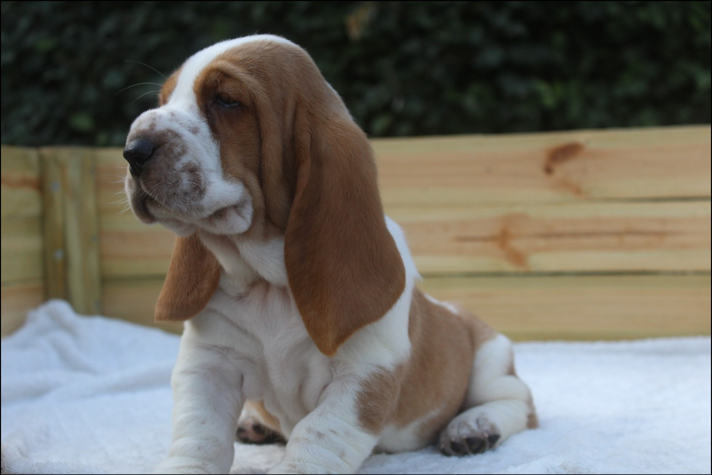 De La Flamme Sacrée D'Hestia - Chiots disponibles - Basset Hound