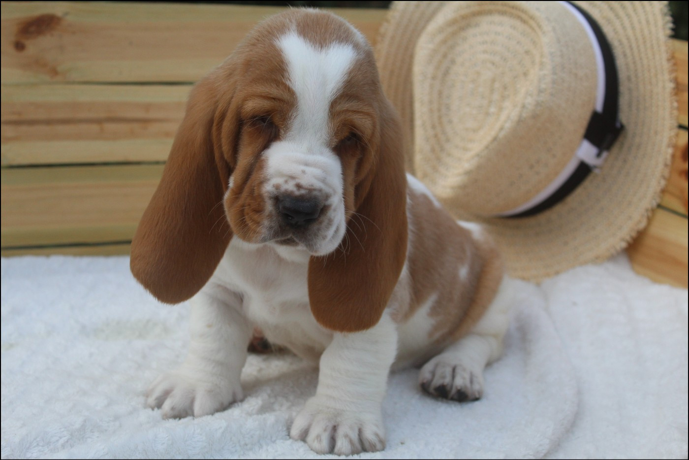 De La Flamme Sacrée D'Hestia - Chiots disponibles - Basset Hound