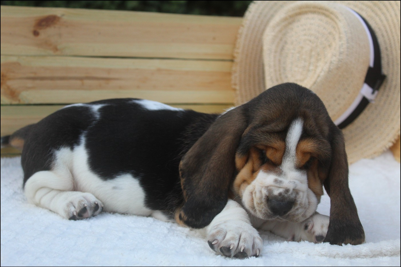 De La Flamme Sacrée D'Hestia - Chiots disponibles - Basset Hound