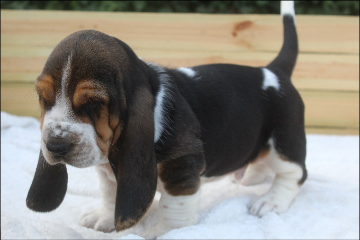 De La Flamme Sacrée D'Hestia - Chiots disponibles - Basset Hound