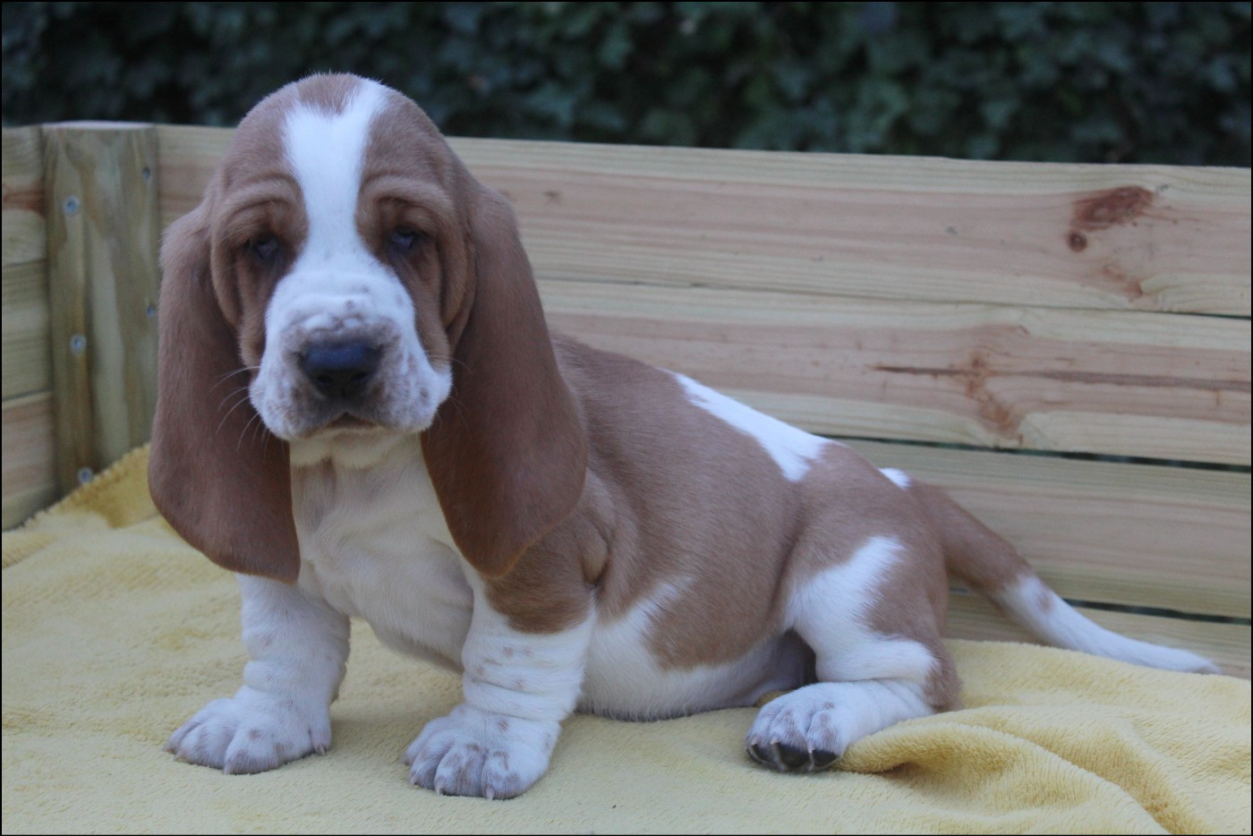 De La Flamme Sacrée D'Hestia - Chiots disponibles - Basset Hound