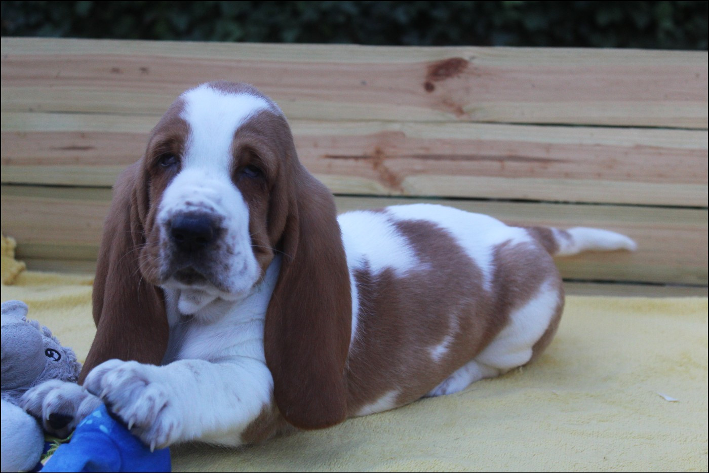 De La Flamme Sacrée D'Hestia - Chiots disponibles - Basset Hound