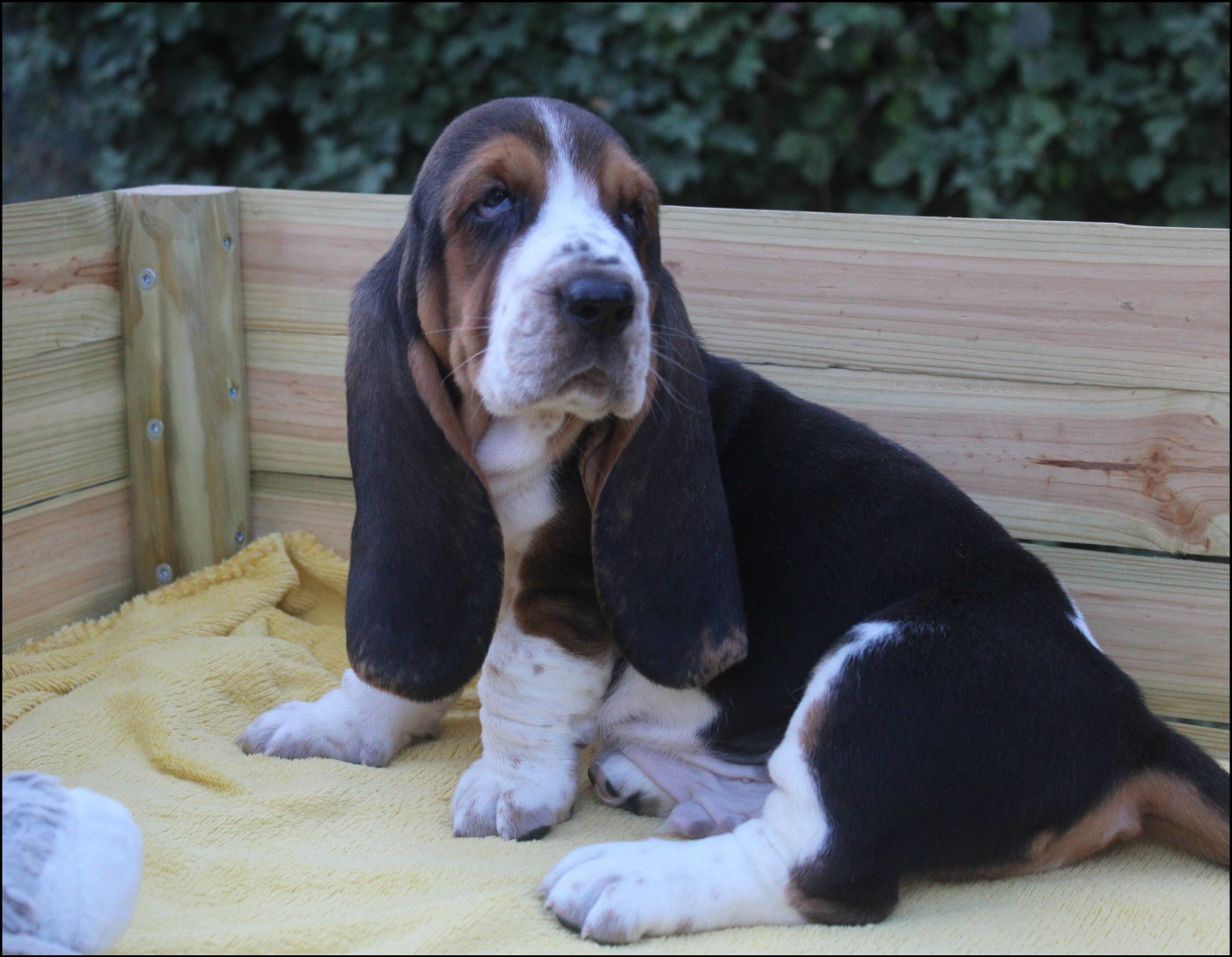 De La Flamme Sacrée D'Hestia - Chiots disponibles - Basset Hound