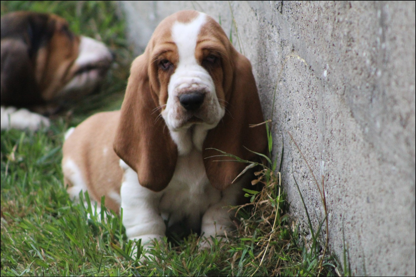 De La Flamme Sacrée D'Hestia - Chiots disponibles - Basset Hound