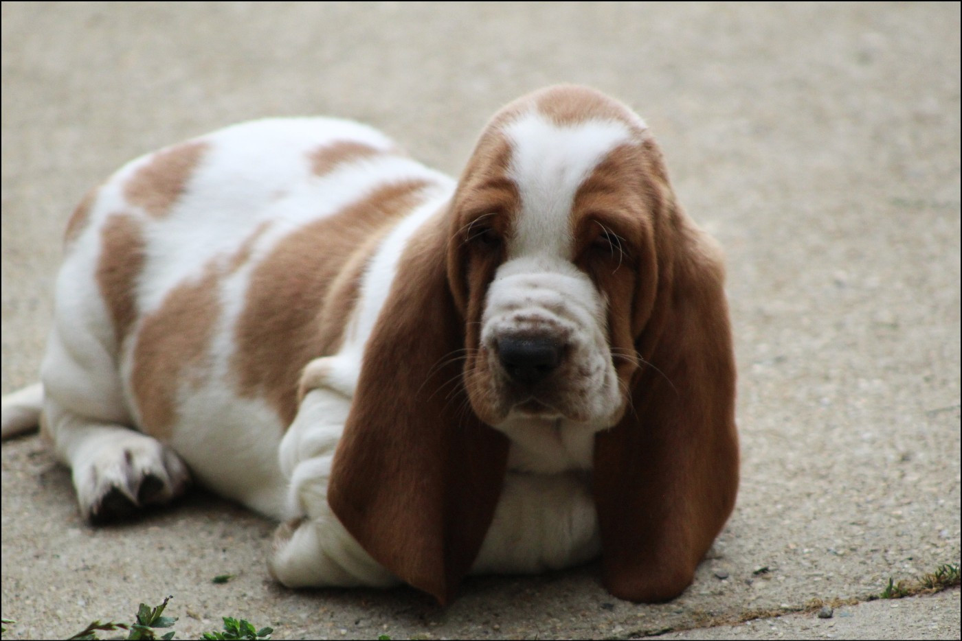 De La Flamme Sacrée D'Hestia - Chiots disponibles - Basset Hound