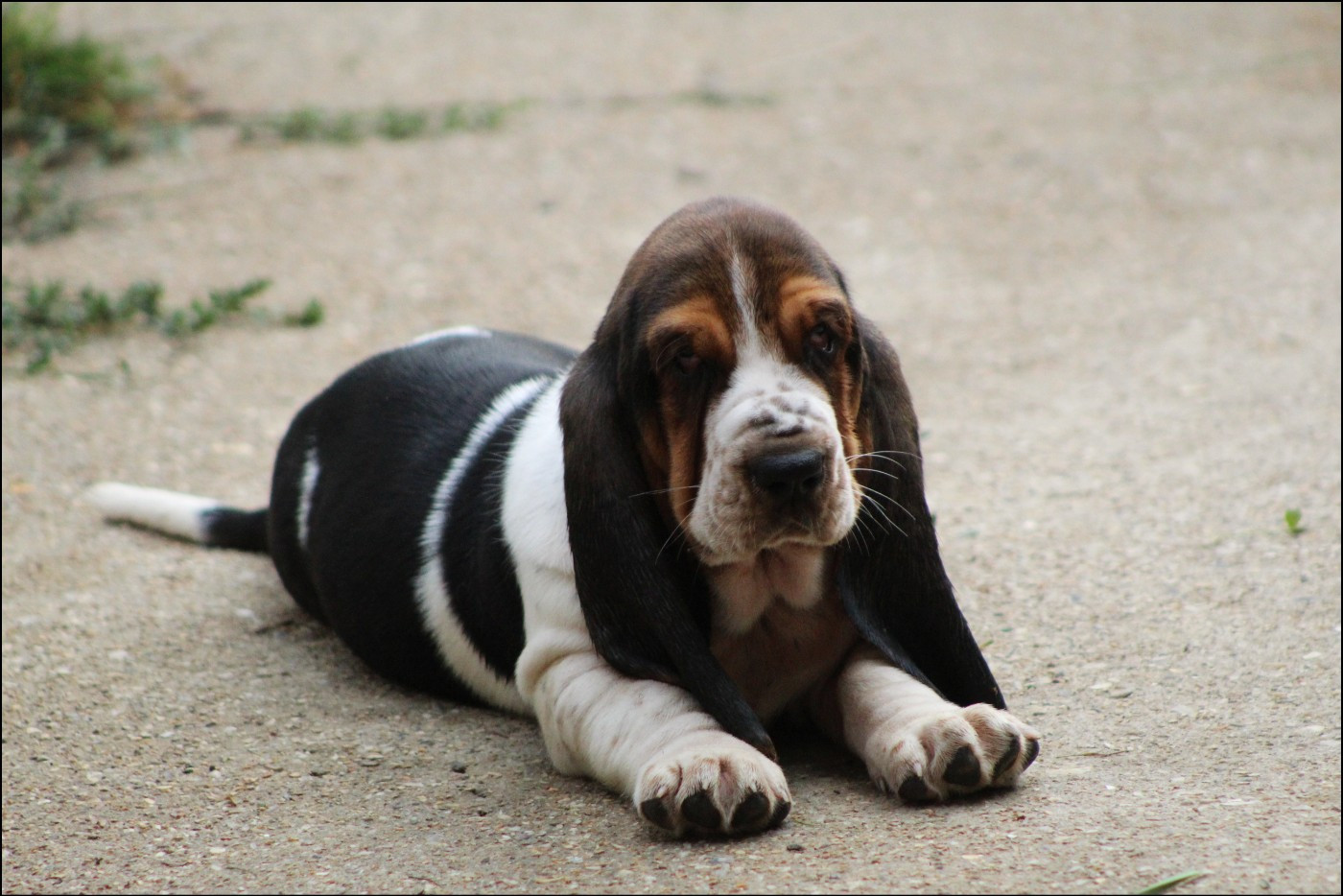 De La Flamme Sacrée D'Hestia - Chiots disponibles - Basset Hound