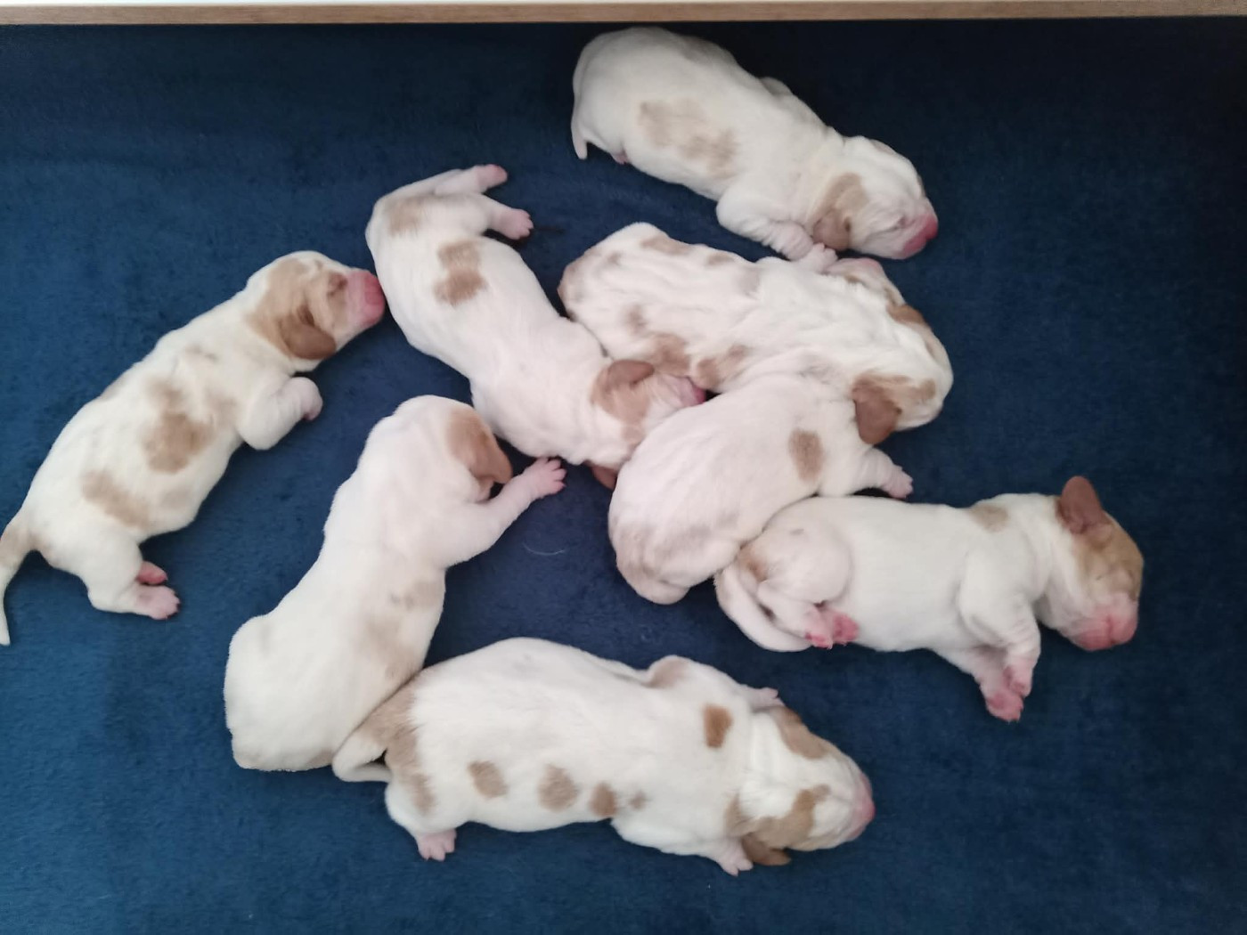 De La Flamme Sacrée D'Hestia - Chiots disponibles - Basset Hound