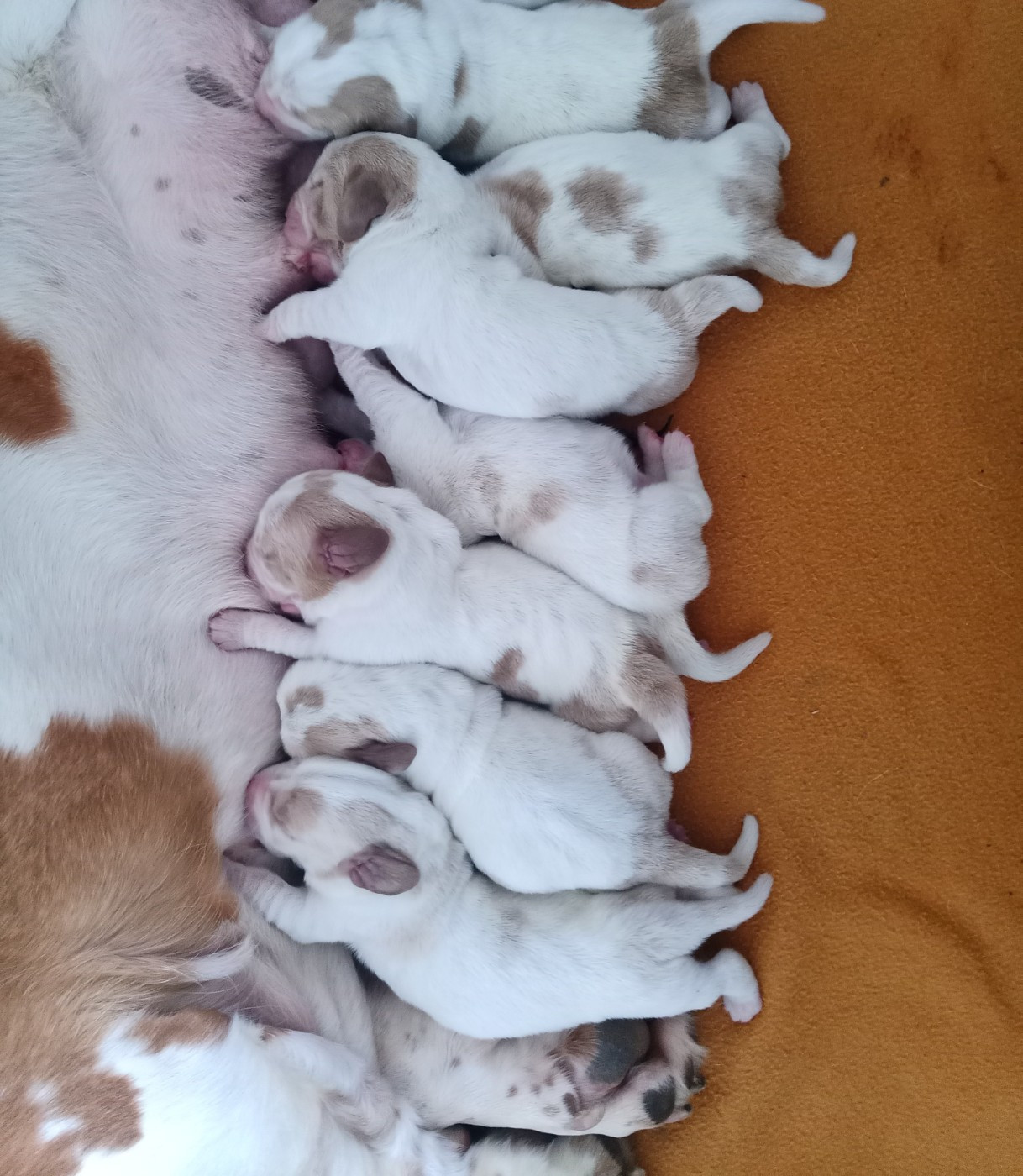 De La Flamme Sacrée D'Hestia - Chiots disponibles - Basset Hound