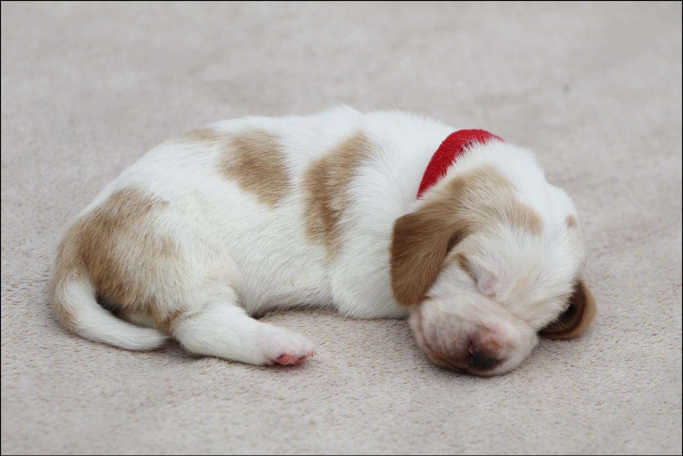 De La Flamme Sacrée D'Hestia - Chiots disponibles - Basset Hound