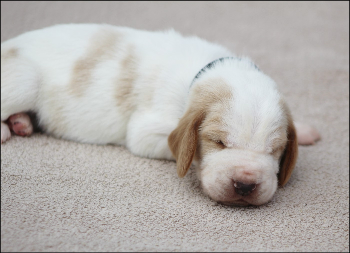 De La Flamme Sacrée D'Hestia - Chiots disponibles - Basset Hound